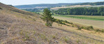 Am Ende der Dürre 2018 war die Vegetation des Trockenrasens am Schafberg im Unstruttal (Sachsen-Anhalt) oberflächlich fast vollständig tot.