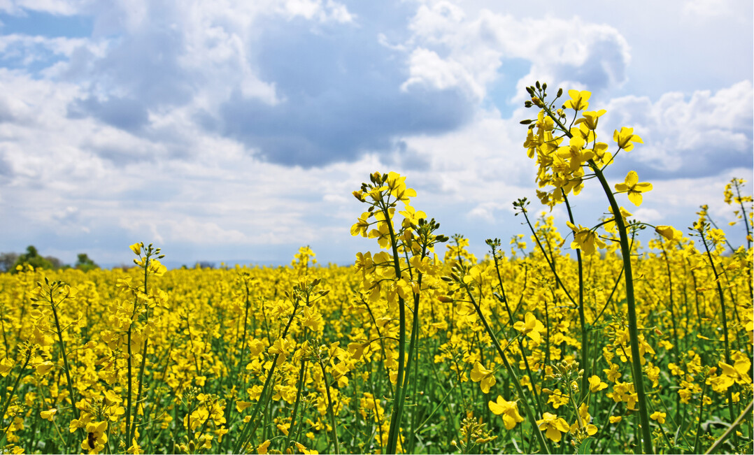 Ernährungssicherheit? Das ist dauerhaft nur mit der Wiederherstellung der Ökosysteme möglich.