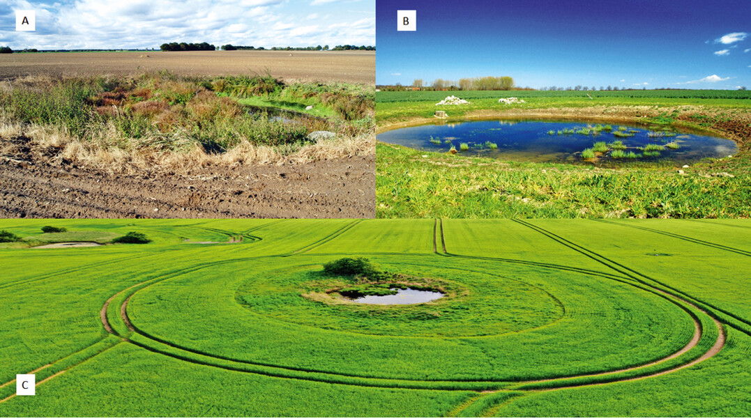 Abb.6 : Feldsoll R18 bei Brnkendorf mit 0,03 km2Flche und einem Einzugsgebiet von 1 km2.A = September 2003 vor Revitalisierung mit Brennnessel-Distel-Flur und kleiner Wasserflche,B = April 2005 erste Frhjahr nach Revitalisierung,C = Drohnenaufnahme Mitte Mai 2022 und gepflanzte Gebschstrukturen