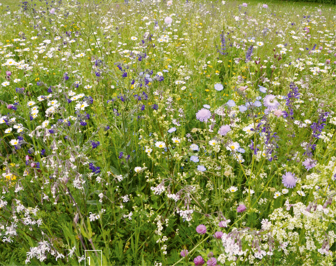 1) Wiesenflche aus heimischen Wildpflanzen