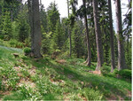<strong>Abb. 2: </strong>Hochlagen-Nadelwälder werden von verschiedenen Faktoren, aber vor allem dem eines Kälteklimas geprägt. <br>
High elevation acidic spruce forests are influenced by a variety of ecological factors, the most important of which is a cold local climate regime.