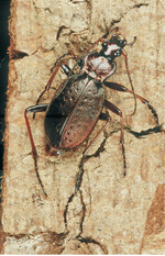 Der Zarte Berglaufkäfer (Carabus linnei ) ist eine charakterische Art des FFH-LRT 9410, Bodensaurer Nadelwald. Er kommt ferner sehr regelmäßig auch in bodensauren Buchenwäldern (LRT 9110) vor und ist dort ebenfalls eine charakteristische Art. <br> Carabus linnei is a characteristic species of the habitat type 9410 (Acidophilous Picea forests of the montane to alpine levels). He also inhabits acidic beech forests (habitat type 9110) frequently and is a characteristic species of that habitat type as well.