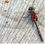 Leucorrhinia dubia mit leicht rötlichen Pterostigmen. <BR>Leucorrhinia dubia with slightly reddish pterostigmata.