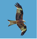 <strong>Abb. 1: </strong>Der Rotmilan(Milvus milvus) , eine WEA-sensible Vogelart. © Hanjo Steinborn The Red Kite (Milvus milvus), a bird species sensitive to wind turbines.