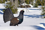 Abb. 4: Der Auerhahn eine Flaggschiffart im Nationalpark. Neue Genetikanalysen belegen, dass die Population eine deutlich größere Individuenzahl aufweist als bisher vermutet. © Simonis The capercaillie a flagship species in the national park. New genetic analysis have shown that the population has many more individuals than originally presumed.