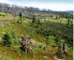 Abb. 8: Geräumte Windwurf-/Borkenkäferflächen im Vergleich zu belassenen Störungsflächen im Hintergrund. Neben der reinen Totholzmenge gehen hier auch viele klimabedeutsame Kleinstrukturen verloren. © Franz Leibl Cleared wind throw sites / Bark beetle areas in comparison to disturbed areas left to nature. In addition to the amount of dead wood many small climate relevant structures are also lost.