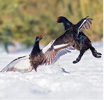 <strong>Abb. 1: </strong>Birkhähne kämpfen miteinander.Blackcocks fighting.