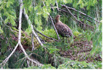 <strong>Abb. 7: </strong>Birkhenne am Riedberger Horn, unter den herabhängenden Ästen eine Fichte. Die Aufnahme entstand von einem befestigten Wanderweg aus. 30. Mai 2017. Black Grouse hen at the Riedberger Horn, under hanging branches of a spruce tree. The photo was taken from a trail. 30 May 2017.