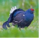 <strong>Abb. 11: </strong>Birkhahn. (c) Marcel Burkhardt Blackcock.