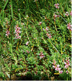 Gräben und Grabenränder sind oft auch faunistisch und floristisch artenreiche Lebensräume (hier: Glaux maritima auf Norderney an einem Marschgrabenrand).