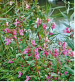 Invasive Pflanzen und Tiere (hier Impatiens glandulifera) gefährden die heimische Flora und Fauna. Hessen hat jetzt als erstes Bundesland Pläne vorgelegt, um den Umgang mit diesen Arten zu managen.