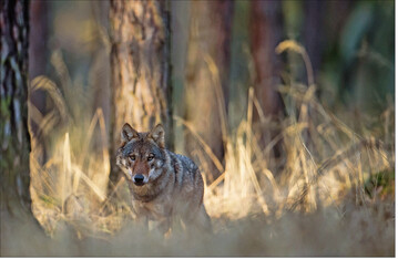 Bereits das mgliche Vorkommen des Wolfes hat Auswirkungen auf die Wahl von Ausflugsdestinationen. ©Heiko Anders