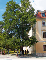 Bäume sind Bewahrer einer lebenswerten Stadt.