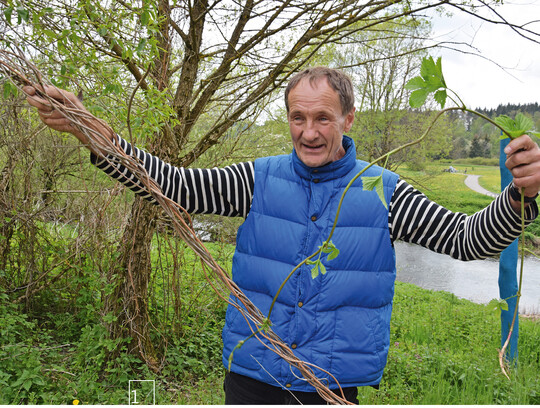 1 Botanik zum Anfassen und Begreifen: Feder zeigt seinen Begleitern den Hopfen (Humulus lupulus).