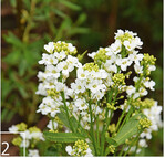 2 Der wilde Meerrettich an der Donauversickerung kann Feder in wahre Begeisterungsstürme ausbrechen lassen.