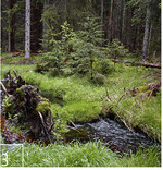 3 Durch kleine Initialmaßnahmen können die Fließgewässer neue Dynamik entwickeln.