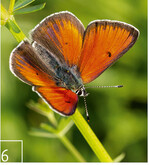 6 Der Lilagold-Feuerfalter braucht die offenen Schachten-Lebensräume.