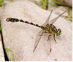 Die Kleine Zangenlibelle (Onychogomphus forcipatus) ist vor allem an warmen Bächen und Flüssen zu finden.