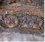 Wochenstube der Mopsfledermaus