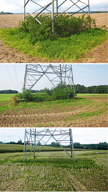 Abb. 3: Beispiel von Biotoptypen auf den Mastfuflchen. Oben: Brennnessel-Staudenflur; Mitte: Gebsch; unten: Grnland.