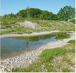 2 Für den FC Bayern betreut PAN   seit mehreren Jahren naturschutzfachliche Fragen bei Planung, Bau und Betrieb des „FC Bayern Campus“ im Norden der Landeshauptstadt München. Zu den Ausgleichsmaßnahmen gehörte die Anlage von Laichgewässern (2) für Wechselkröte (3) und Laubfrosch (4) ebenso wie die Dauerbeobachtung der Entwicklung von neu angelegten Magerrasen (5).