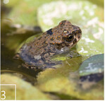 3 Für den FC Bayern betreut PAN   seit mehreren Jahren naturschutzfachliche Fragen bei Planung, Bau und Betrieb des „FC Bayern Campus“ im Norden der Landeshauptstadt München. Zu den Ausgleichsmaßnahmen gehörte die Anlage von Laichgewässern (2) für Wechselkröte (3) und Laubfrosch (4) ebenso wie die Dauerbeobachtung der Entwicklung von neu angelegten Magerrasen (5).