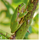 4 Für den FC Bayern betreut PAN   seit mehreren Jahren naturschutzfachliche Fragen bei Planung, Bau und Betrieb des „FC Bayern Campus“ im Norden der Landeshauptstadt München. Zu den Ausgleichsmaßnahmen gehörte die Anlage von Laichgewässern (2) für Wechselkröte (3) und Laubfrosch (4) ebenso wie die Dauerbeobachtung der Entwicklung von neu angelegten Magerrasen (5).
