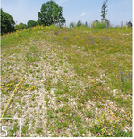 5 Für den FC Bayern betreut PAN   seit mehreren Jahren naturschutzfachliche Fragen bei Planung, Bau und Betrieb des „FC Bayern Campus“ im Norden der Landeshauptstadt München. Zu den Ausgleichsmaßnahmen gehörte die Anlage von Laichgewässern (2) für Wechselkröte (3) und Laubfrosch (4) ebenso wie die Dauerbeobachtung der Entwicklung von neu angelegten Magerrasen (5).
