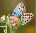 6  Auf dem „FC Bayern Campus" findet auch der Idas-Bläuling (Plebeius idas) eine neue Heimat.