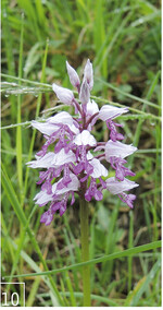 10  Ebenfalls zu den Perlen der Fachkartierungen zählt das Helmknabenkraut (Orchis militaris).
