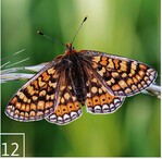 12  Im Moorgebiet von Eggstätt Hemhof bis Seeon ist der Goldene Scheckenfalter (Euphydryas aurinia) zu finden.
