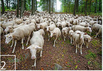 2  Die Schafe ziehen dabei durch Wälder ...