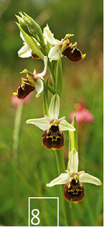 8  Die Hummelragwurz zählt zu den seltenen und wertvollen Arten der Hotspotregion.