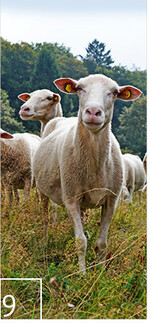 9  Leineschafe kommen gut mit dem mageren Aufwuchs zurecht.