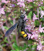Abb. 4: Borstige Dolchwespe (Scolia hirta) beim Blütenbesuch an Sand-Thymian (Thymus serpyllum).