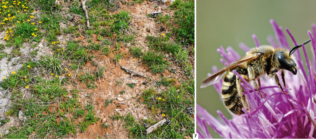 Abb. 7: Die Gelbbindige Furchenbiene (Halictus scabiosae ) zhlt zu den vielen Hautflglerarten, die offenen Boden zum Nisten bentigen. In den Bildern dargestellt sind eine Nistkolonie (ocker gefrbter Boden) in einem Kalkmagerrasen (links) und ein Weibchen beim Bltenbesuch an Skabiosen-Flockenblume (Centaurea scabiosa ) (rechts). 