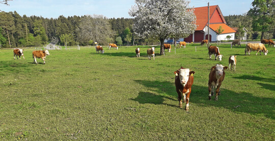  Abb. 1: Mutterkuhherde auf einer hofnahen Weide auf 730 m im Nordschwarzwald whrend des Frhlings. Traditionell wurden solche Flchen von Milchvieh beweidet. Die hier weidenden Hinterwlder Rinder halten die Vegetation kurz und fhren durch Tritt auch kleinrumig zu offenen Bodenstellen. 