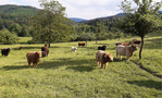 Abb. 7: Schottische Hochlandrinder werden im Nordschwarzwald häufig im ganzjährigen Weidebetrieb gehalten und fördern dadurch auch eine artenreiche Dungkäferfauna.