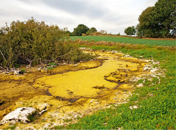  Abb. 1: Zu hohe Stickstoffeintrge durch landwirtschaftliche Dngung und atmosphrische Eintrge zhlen zu den Ursachen des Insektensterbens  offensichtlich werden die Belastungen durch die Algenblte in einem Soll bei Dalwitz (Mecklenburg-Vorpommern). 