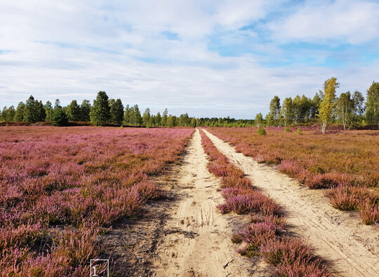  1 Rund 80 ha groe Heideflche im Herzen der DBU-Naturerbeflche Zschornoer Wald (Brandenburg) 