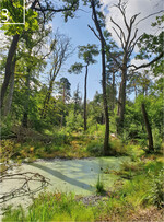 3 Naturnaher Laubmischwald auf der DBU-Naturerbefläche Authausener Wald (Sachsen)