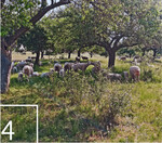 4 Auf der DBU-Naturerbefläche Forstberg (Thüringen) sind tierische Landschaftspfleger am Werk.