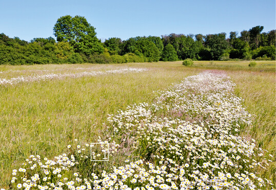  1  Ehemals artenarme Wiese nach Mahdgutbertragung 