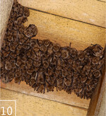 10 Die Wimpernfledermaus profitiert ebenfalls von der Wiederherstellung der Wiesen.