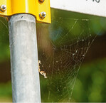 In Spinnennetzen in Städten sammelt sich auch Mikroplastik an.
