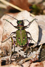 Feld-Sandlaufkäfer(Cicindela campestris)