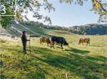 3 Norbert Grenzebach mit seinen Rindern