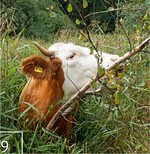 9 Aktive Naturschutzarbeit leisten Grenzebachs Hausrinder bei der Renaturierung von Moorwiesen.