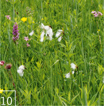 10 Die Beweidung wirkt: Auf der Moorweide haben sich Wollgras und Knabenkräuter wieder ausgebreitet.