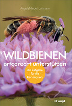 Wildbienen artgerecht unterstützen